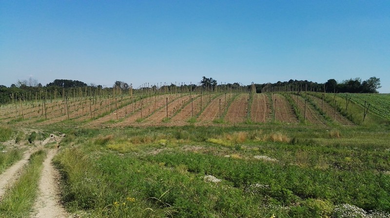 Voćnjak Gornja Vranjska